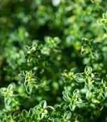 Just Spices - Thymian