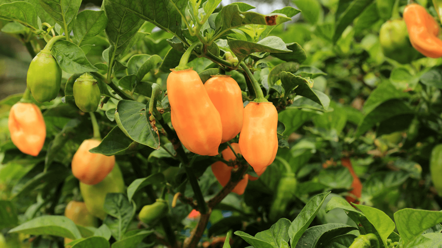 Habanero - Nichts für schwache Nerven