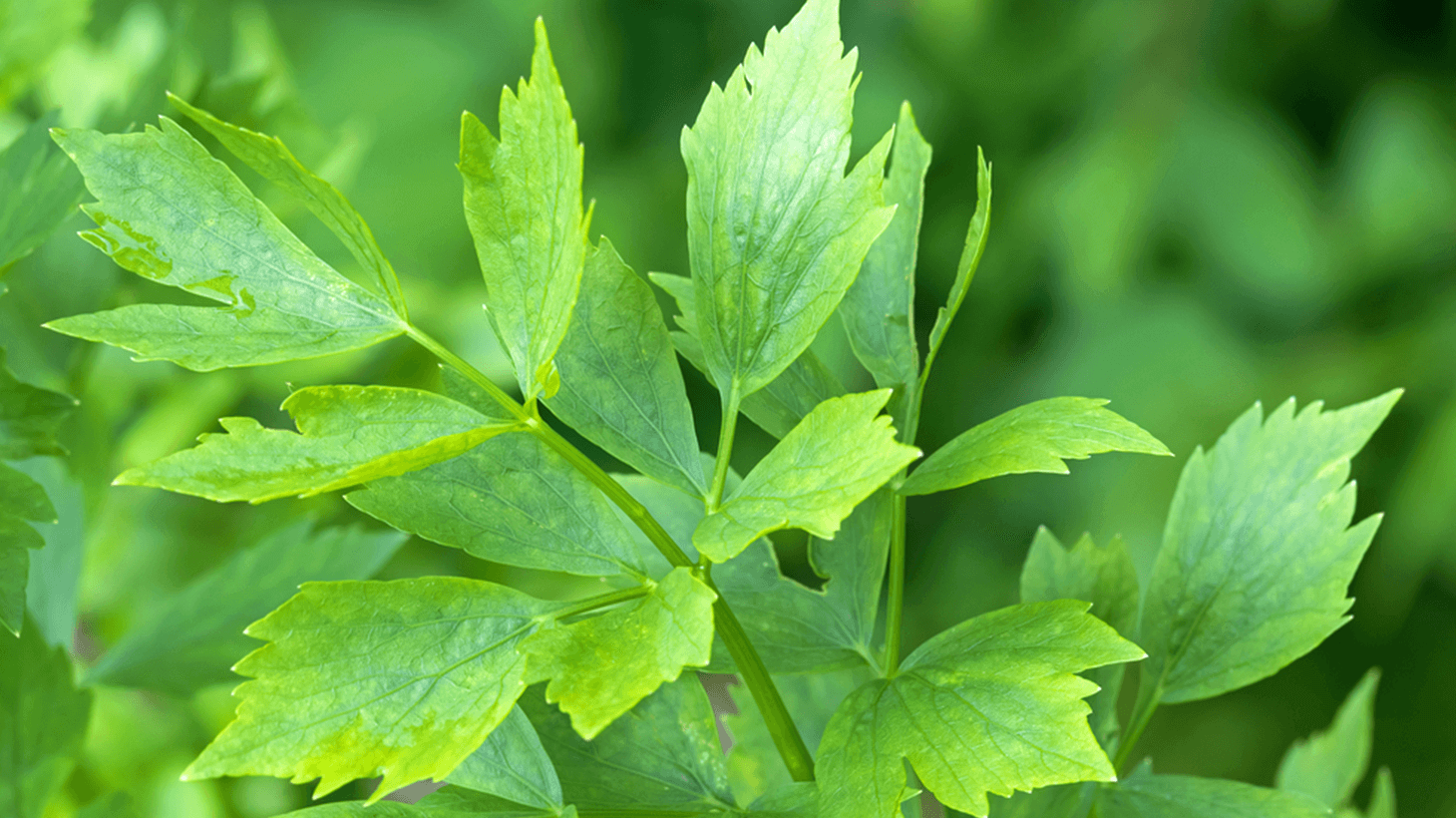 Liebstöckel - Das Maggikraut	