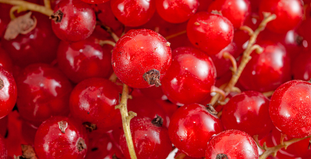 Johannisbeeren einfrieren - So geht´s richtig 