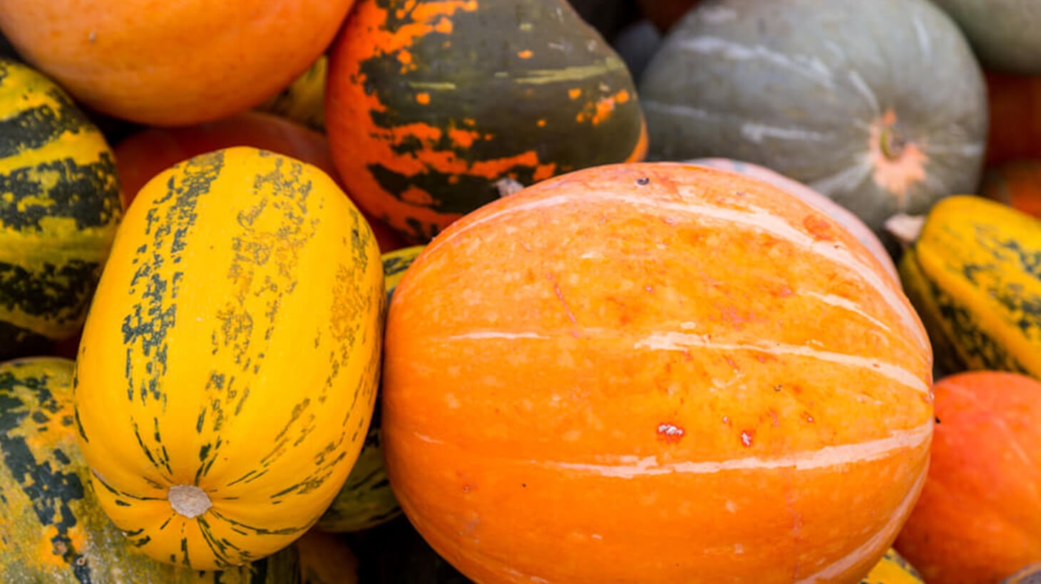 Bunt, gesund, individuell: Was Du über verschiedene Kürbissorten wissen solltest