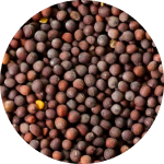 Mostaza marrón