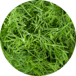 Dill
