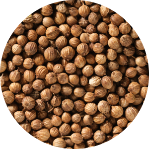 Semillas de cilantro