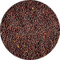 Braune Senfsaat