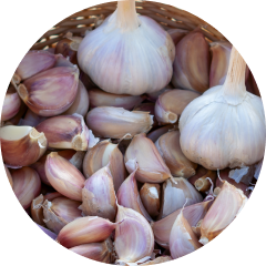 Knoblauch