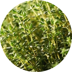 Thymian