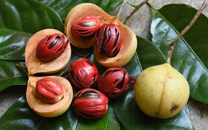 Muskatblüte 