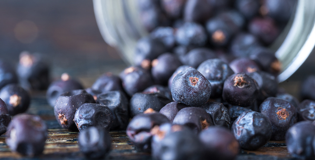 Wacholderbeeren Nahaufnahme